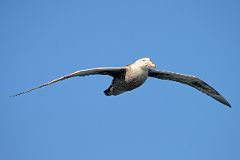 12A Northern Giant Petrel Bird From The Quark Expeditions Cruise Ship In The Drake Passage Sailing To Antarctica.jpg